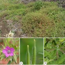 Attēlu rezultāti vaicājumam “Geranium dissectum fruit”