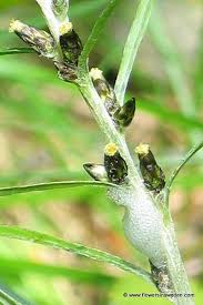 Attēlu rezultāti vaicājumam “Gnaphalium sylvaticum leaf”