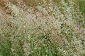 Attēlu rezultāti vaicājumam “Poa palustris leaf”