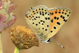 Attēlu rezultāti vaicājumam “Lycaeniinae”