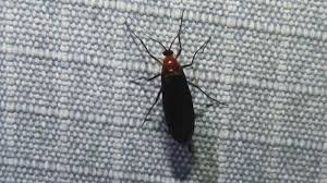 Attēlu rezultāti vaicājumam “Sciaridae”