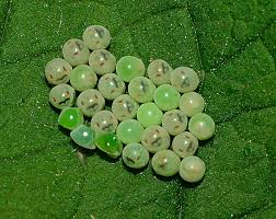 Attēlu rezultāti vaicājumam “Palomena prasina imago”