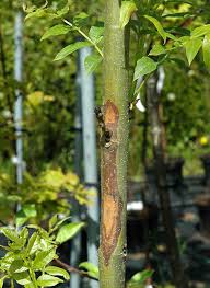 Attēlu rezultāti vaicājumam “Hymenoscyphus fraxineus”