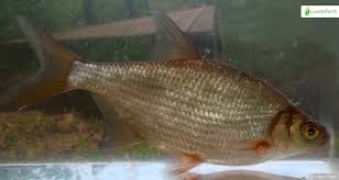 Image result for Blicca bjoerkna