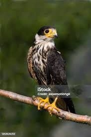 Attēlu rezultāti vaicājumam “Falco subbuteo adult”