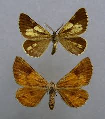 Attēlu rezultāti vaicājumam “Bupalus piniaria male”