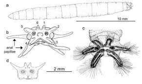 Attēlu rezultāti vaicājumam “Tipulidae”