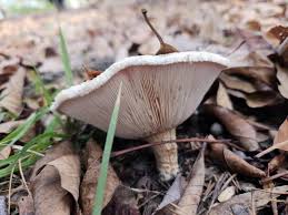 Attēlu rezultāti vaicājumam “Lactarius torminosus”