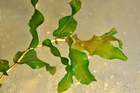 Attēlu rezultāti vaicājumam “Potamogeton perfoliatus”