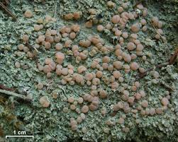 Attēlu rezultāti vaicājumam “Icmadophila ericetorum”