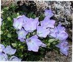Image result for Campanula strigosa