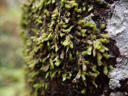 Attēlu rezultāti vaicājumam “Radula complanata”