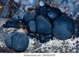 Attēlu rezultāti vaicājumam “Daldinia concentrica”