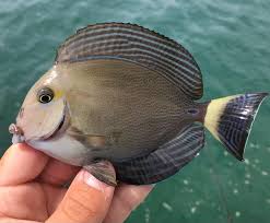 Image result for Acanthurus blochii