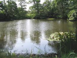 Image result for Bay Malton Angling Club