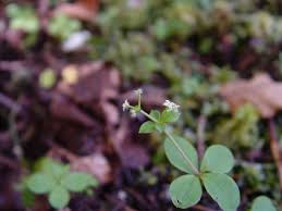 Attēlu rezultāti vaicājumam “Galium boreale leaf”