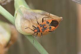 Attēlu rezultāti vaicājumam “Corizus hyoscyami imago”