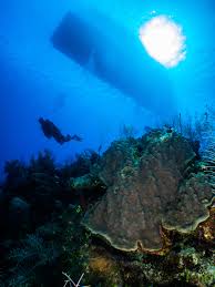 Image result for Luton British Sub Aqua Club