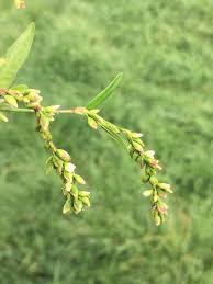 Attēlu rezultāti vaicājumam “Persicaria hydropiper”