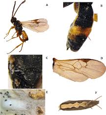 Attēlu rezultāti vaicājumam “Plutella xylostella”