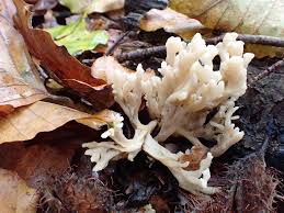 Attēlu rezultāti vaicājumam “Clavulina cinerea”