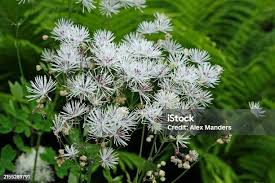 Attēlu rezultāti vaicājumam “Thalictrum aquilegifolium bud”