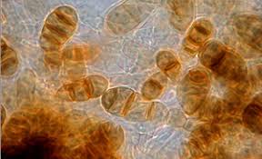 Attēlu rezultāti vaicājumam “Craterium aureum spores”