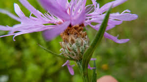Attēlu rezultāti vaicājumam “Centaurea jacea fruit”