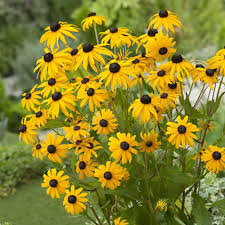 Image result for Rudbeckia