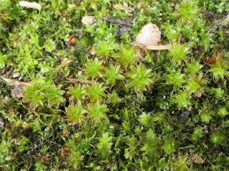 Attēlu rezultāti vaicājumam “Heterotrichia oerstedii (syn. Arcyria oerstedii) sessile”