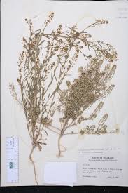 Attēlu rezultāti vaicājumam “Lepidium densiflorum leaf”