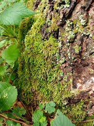Attēlu rezultāti vaicājumam “Eurhynchium angustirete sporophyte”