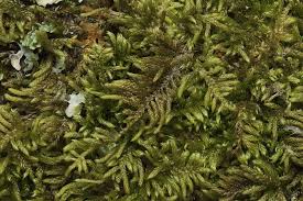 Attēlu rezultāti vaicājumam “Hypnum pallescens”