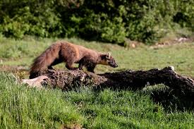 Attēlu rezultāti vaicājumam “Martes martes”