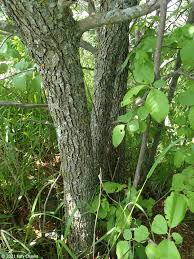 Attēlu rezultāti vaicājumam “Crataegus macracantha”