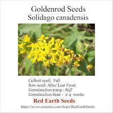 Attēlu rezultāti vaicājumam “Solidago canadensis fruit”
