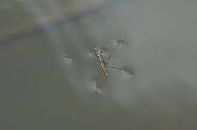 Attēlu rezultāti vaicājumam “Aquarius najas”