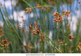 Attēlu rezultāti vaicājumam “Schoenoplectus lacustris subsp. glaucus”