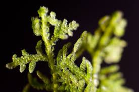 Attēlu rezultāti vaicājumam “Trichocolea tomentella”