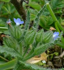 Attēlu rezultāti vaicājumam “Anchusa arvensis flower”