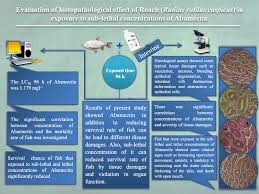 Image result for Rutilus caspicus