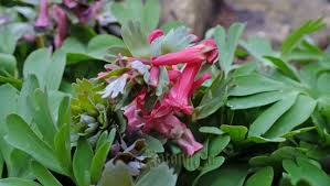 Attēlu rezultāti vaicājumam “Corydalis cava fruit”