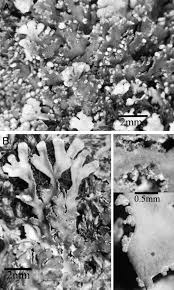 Attēlu rezultāti vaicājumam “Physconia detersa”