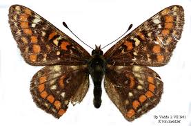 Attēlu rezultāti vaicājumam “Euphydryas maturna”