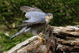 Attēlu rezultāti vaicājumam “Accipiter nisus”