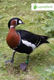 Image result for Branta ruficollis