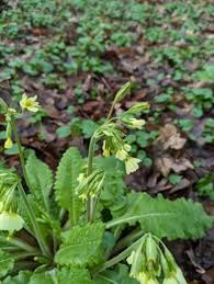 Image result for Primula elatior