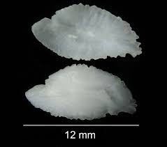 Image result for Mycteroperca olfax