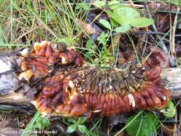 Attēlu rezultāti vaicājumam “Hypocreopsis lichenoides”