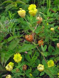 Attēlu rezultāti vaicājumam “Trifolium aureum leaf”